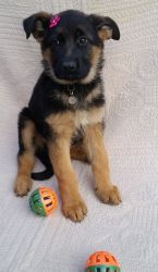 Well Trained German Shepherd Dogs (puppies)