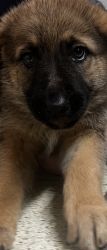 Purebreed gsd gorgeous female sable 6 mos old needs reforming
