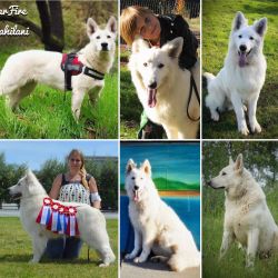 AKC White German Shepherd Pups- Family & Farm Raised! HEALTH TESTED :)