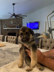Full bred German Shepherd puppies with akc papers