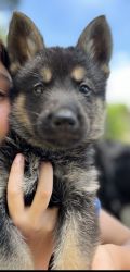 AKC German Shepards available for Rehoming