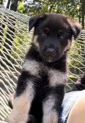 Vader Black and Tan, Silver Male GSD
