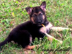 German shepherd puppy's