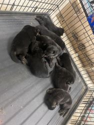 Full Blooded German Shepard puppies for Sale