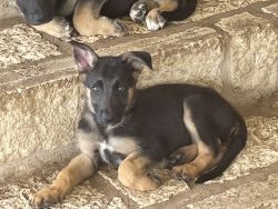 12 Beautiful GSD puppies for sale