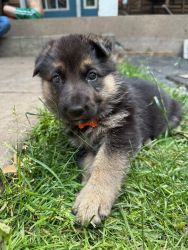 Purebred German Shepherd puppies for sale