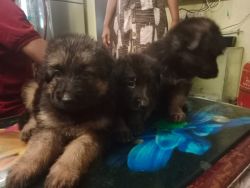 Gsd male puppies available