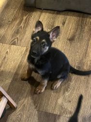 German shepard puppies male and female available
