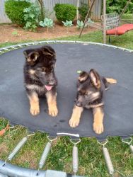 AKC German shepherd puppies!!!
