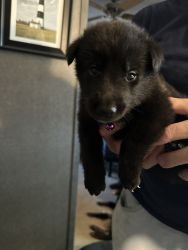 Several puppies still available