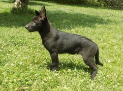 13 week old German Shepherd