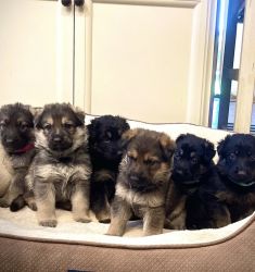German Sheppard Puppies (2 Available)