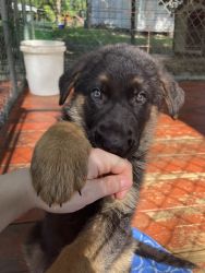 Akc reg German Shepherd female pups