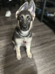 Roscoe, 13 week puppy