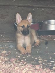 Loving German shepard puppies for sale or give. away