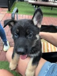 Beautiful German Shepherd/Husky mix puppies