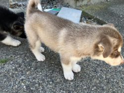 Male , Mix German Shepperd and Husky