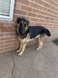 9 month male dog