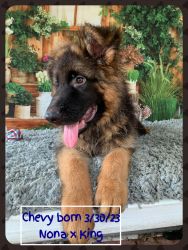 Gorgeous Black And Red Male | German Shepherd