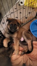 8 week old German Shepard puppies
