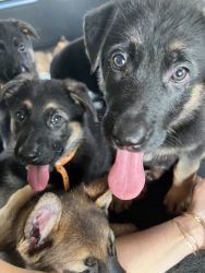 AKC Registered German Shepard Puppies