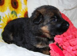 AKC Registered Long Coat Red/Black German Shepherd Puppies!