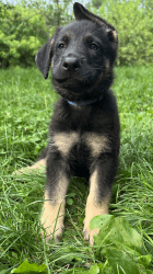 AKC German Shepherd Puppy Male Chunky