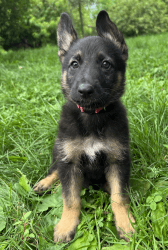 AKC German Shepherd Puppy Female Skye