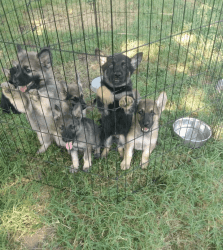 Silver Sable German Shepard puppies