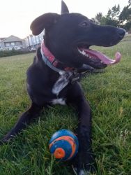 Shadow needs a homw with a family