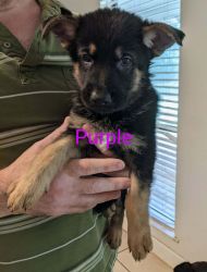 GSD Available Aug 23rd. Taking Deposits Now! In Pensacola, FL
