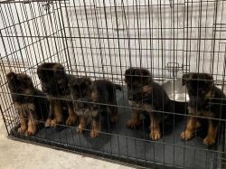 Puppies looking for new home