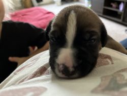 7 puppies looking for there forever home