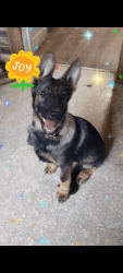 AKC German Shepherd 4 month old female girls ready for new homes now