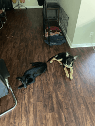 2 Loveable Male German Shepherd Puppies -1 all black and one Black an