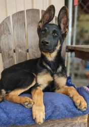 For sale pure bred German Shepherd puppies