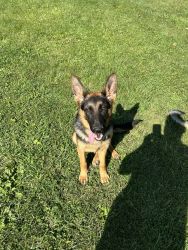 German shepherd puppy free to a good home