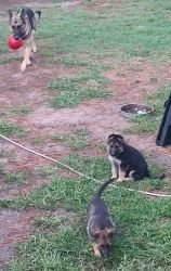German Shepherd puppies. Virginia