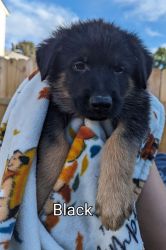 AKC GSD puppies ready for furever homes
