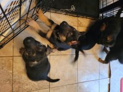 AKC Registered German Shepherd Puppies. 6 Weeks old
