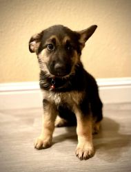 Germany Shepard puppy