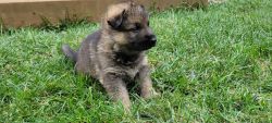 Gsd male puppies
