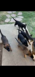 5 newborn puppies