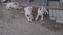 White German Shepherd Puppies