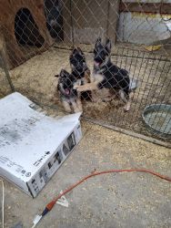 AKC registered playful pups