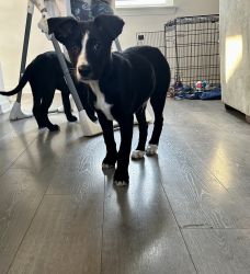 Puppies looking for furever homes