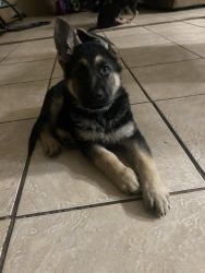 AKC-GSD Puppies Paperwork Included