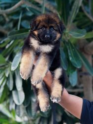 German Shepherd Puppies For Sale