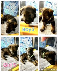 GS Pups for sale