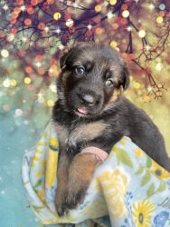(FULL AKC Registration) German Shepherd puppies for Sale!